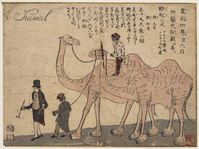 KG 2006 Br.05
<br/>
Kameel
<br/>
<em>onbekend</em>